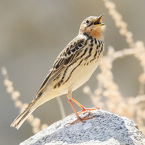 Red-throated Pipit